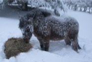 wacho sous la neige.jpg